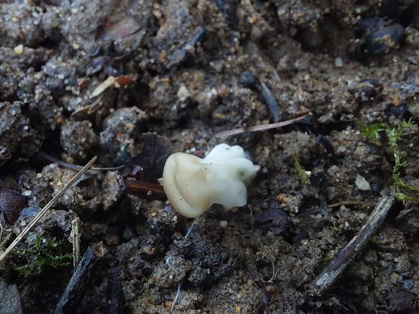 Photo © Jesper Launder Helvella acetabulum by Jesper Launder